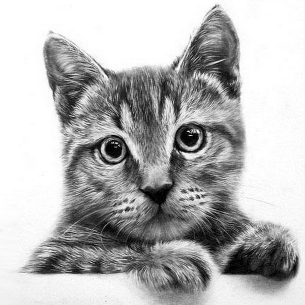 Кошка карандашом
