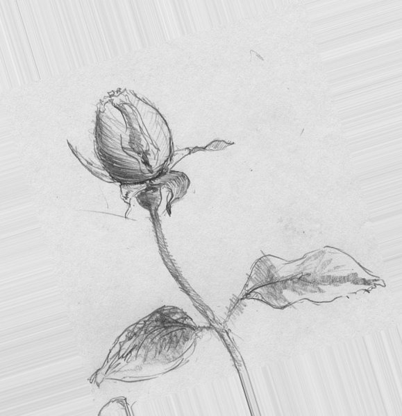 Наброски цветов карандашом