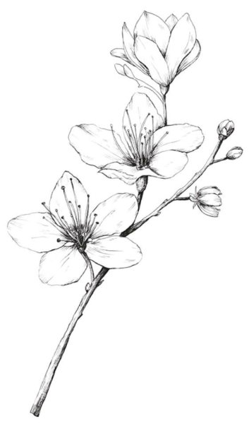 Цветы рисунок карандашом для срисовки