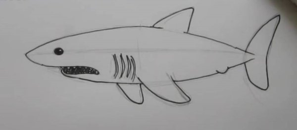 Поэтапное рисование акулы