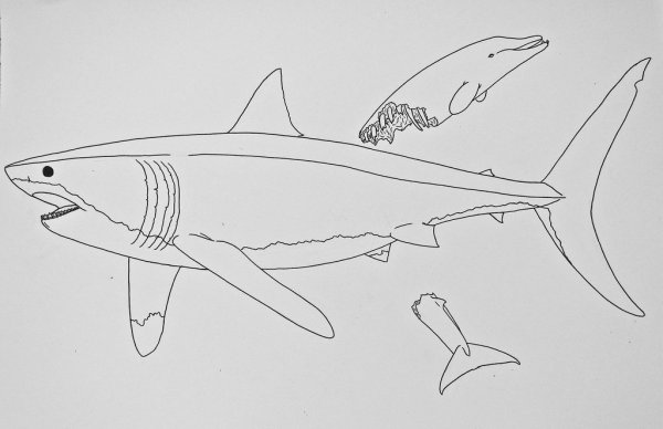 МЕГАЛОДОН для срисовки