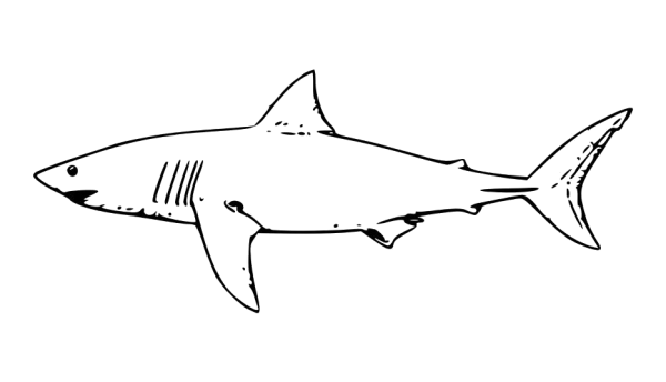 Эскиз акулы для детей