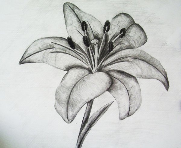 Цветы рисунок карандашом