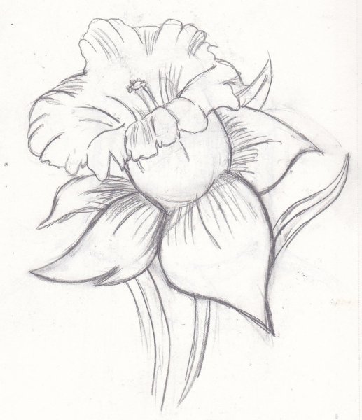 Цветы рисунок карандашом