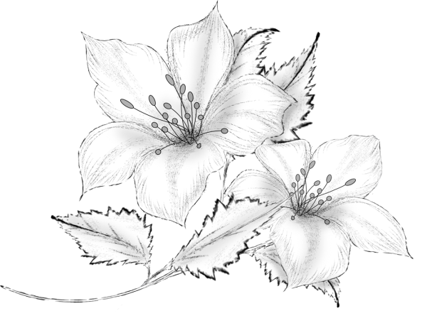 Тюльпаны карандашом