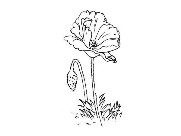 Мак раскраска легкая для детей