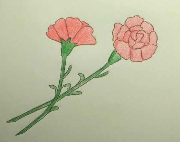 Гвоздики для срисовки