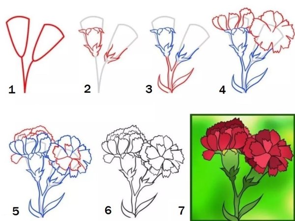 Поэтапное рисование гвоздики