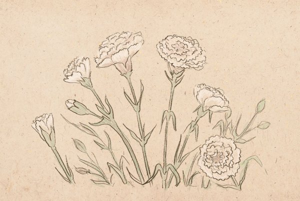 Гвоздика рисунок