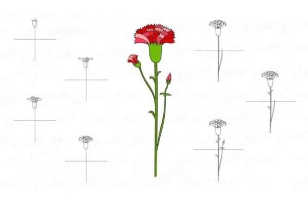 Поэтапный рисунок гвоздики