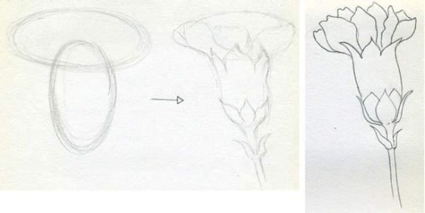 Как нарисовать гвоздику поэтапно