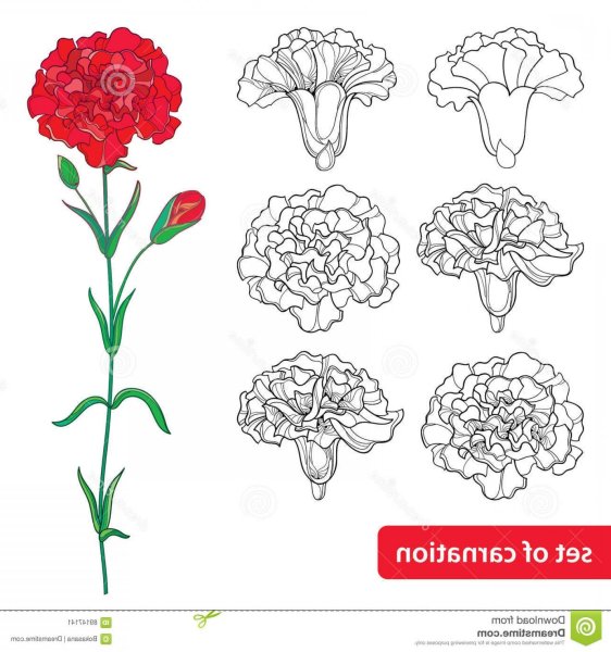 Гвоздики рисунок поэтапно