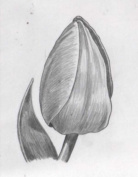 Тюльпаны набросок