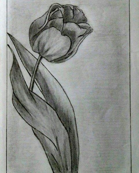 Тюльпаны карандашом