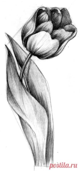 Тюльпаны карандашом для детей