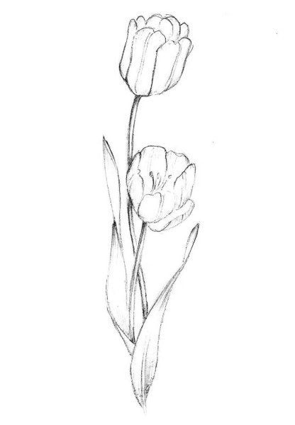 Цветы простым карандашом