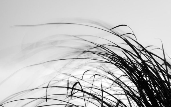 Колыхание травы на ветру