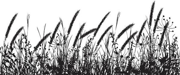 Луговые травы