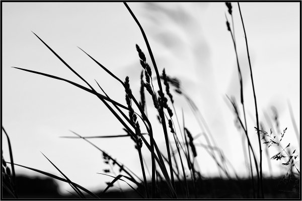 Графический колыхание травы