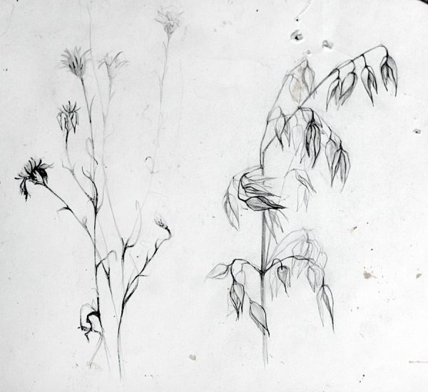 Колыхание травы на ветру рисунок