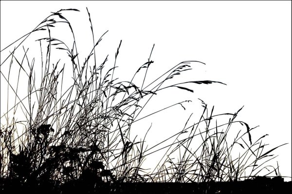 Колыхание травы рисунок