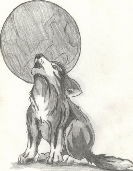 Волк воет на луну рисование