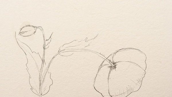 Зарисовки растений карандашом легкие