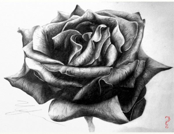 Рисунки с растушевкой