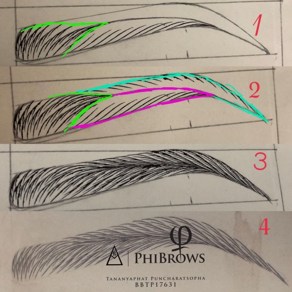 Бровь схема рисунок