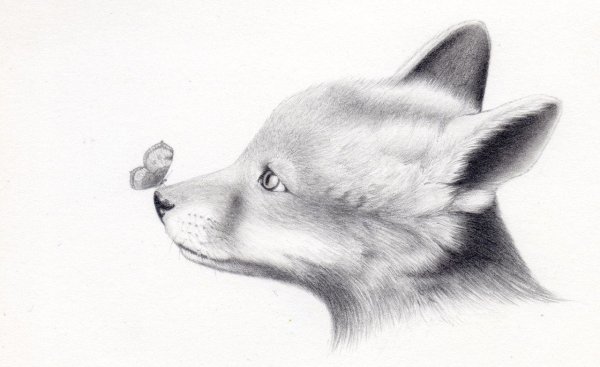 Рисунки животных карандашом