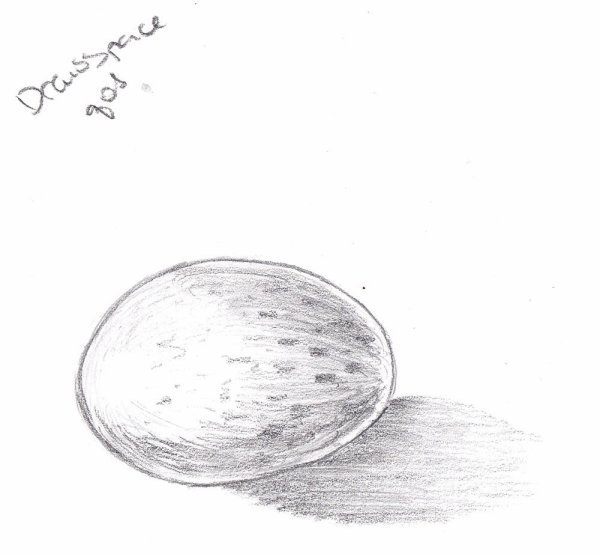 Набросок яйца