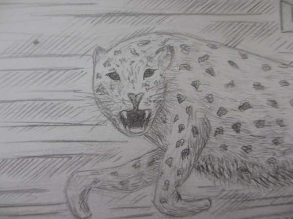Ягуар рисунок карандашом