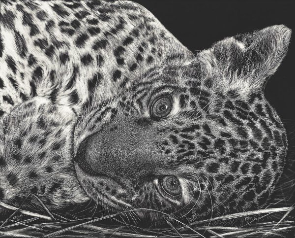 Ягуар рисунок карандашом поэтапно