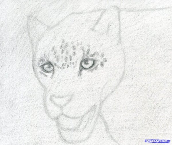 Ягуар карандашом