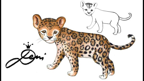 Раскраска гепард