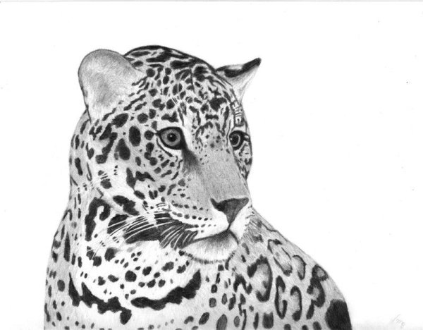Леопард рисунок карандашом