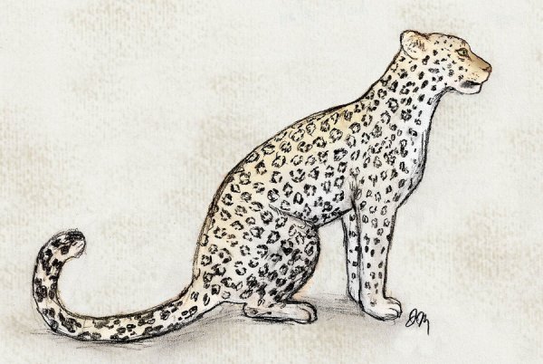 Животные рисунки