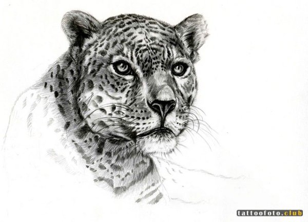 Леопард карандашом