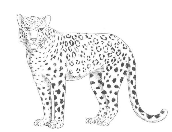 Нарисовать ягуара карандашом