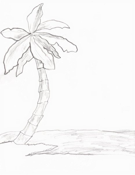 Пальма для срисовки