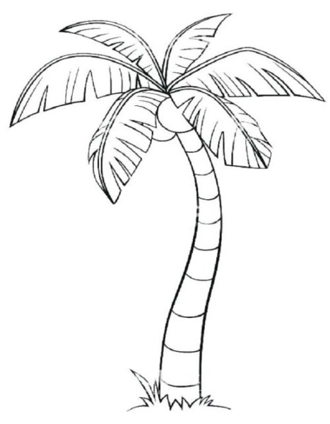 Пальма раскраска