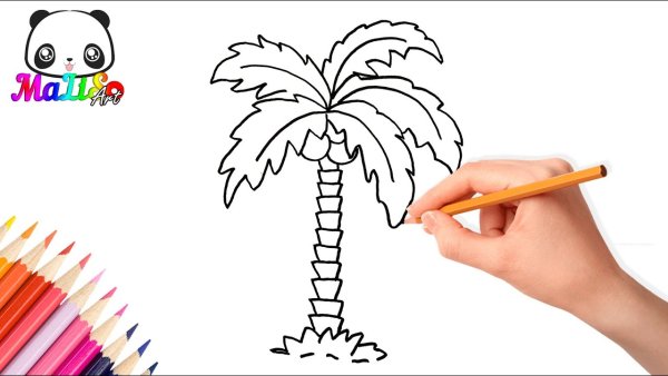 Пальма рисунок для детей для срисовки