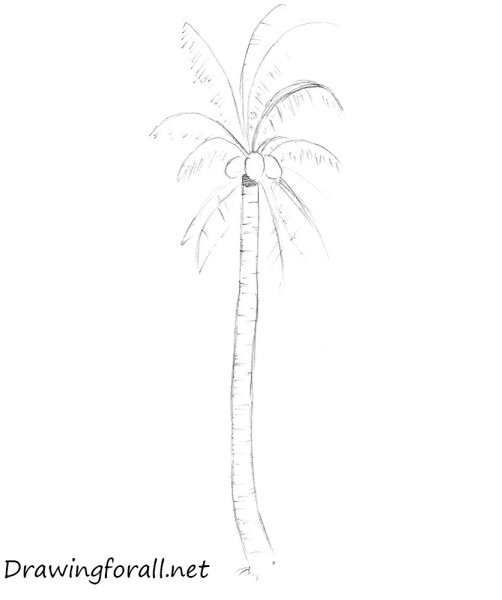 Схема рисования пальмы