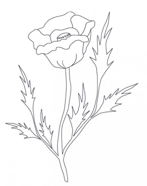 Мак раскраска для детей