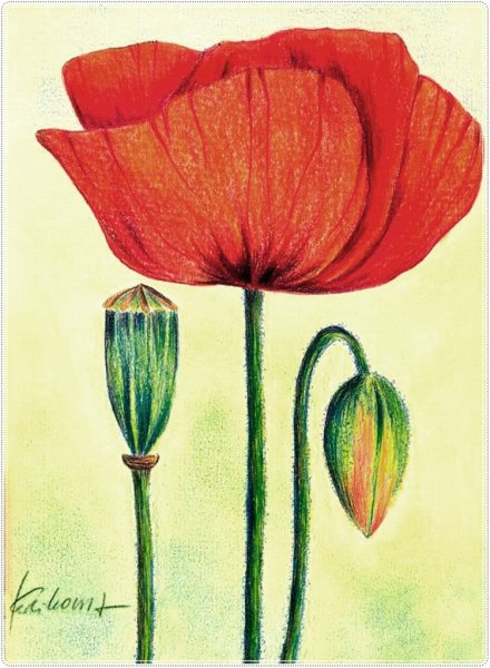 Маки цветными карандашами