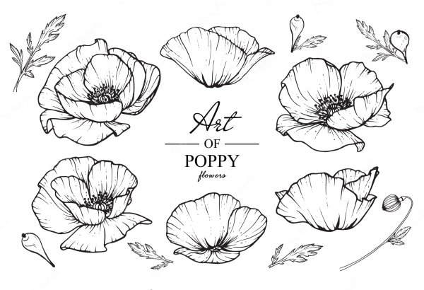 Маки пошаговое рисование