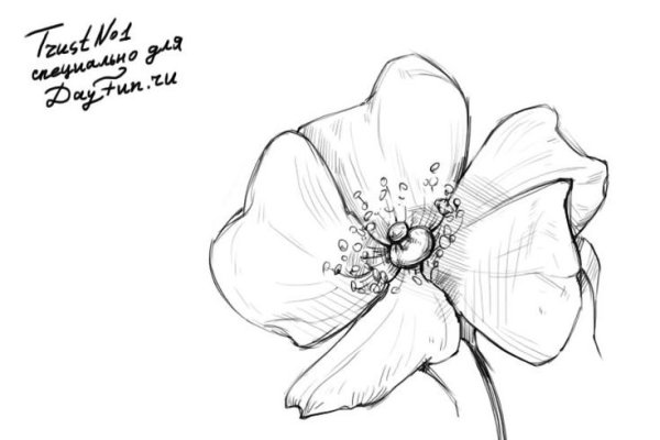 Нарисовать маки карандашом