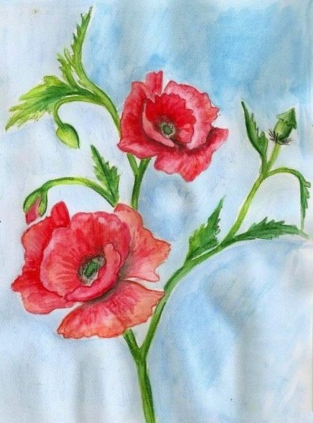 Маки цветными карандашами