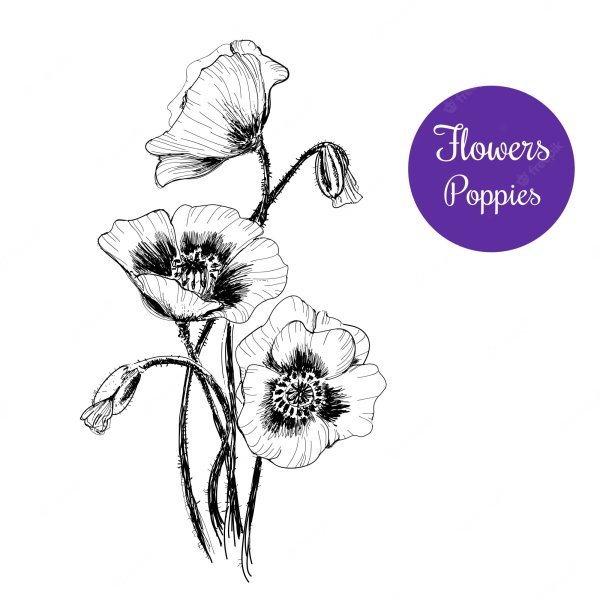 Мак карандашом