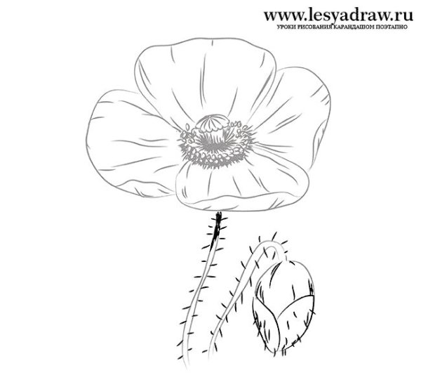 Мак рисунок для детей карандашом